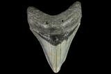 Fossil Megalodon Tooth - North Carolina #109870-1